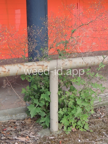 lettuce, wall